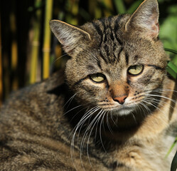Obraz premium Cat lying in the grass on a meadow