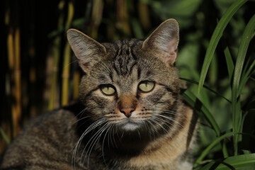 Cat lying in the grass on a meadow