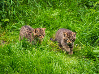 Scottish Wildcat Kitten Playing in Grass