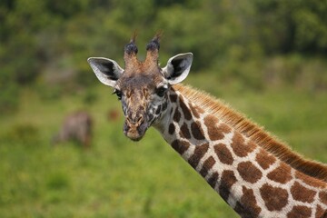 Maasai giraffe (Giraffa camelopardalis), portrait, Arusha National Park, Tanzania, Africa