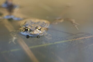 Common toad (Bufo bufo) with spawning lines in the water, Emsland, Lower Saxony, Germany, Europe