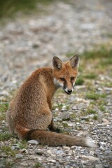 Red Fox (Vulpes vulpes) sitting on a path
