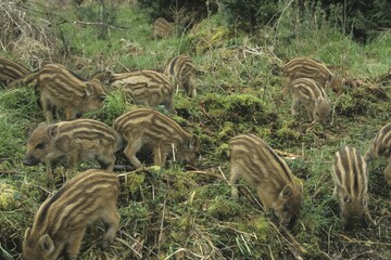 Wild Boar (Sus scrofa) young, piglets © Dieter Hopf/imageBROKER