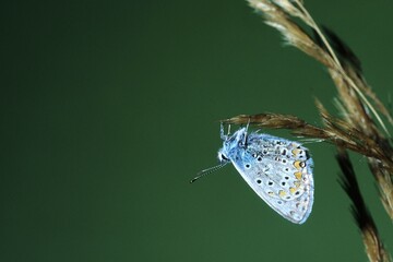 Common Blue (Polyommatus icarus), butterfly