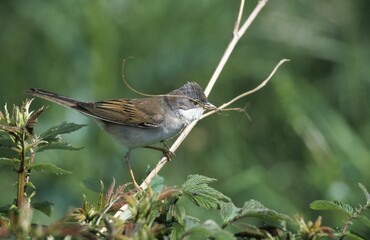 Whitethroat (Sylvia communis) with nest-building material