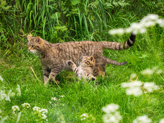 Scottish Wildcat Kitten Playing in Grass