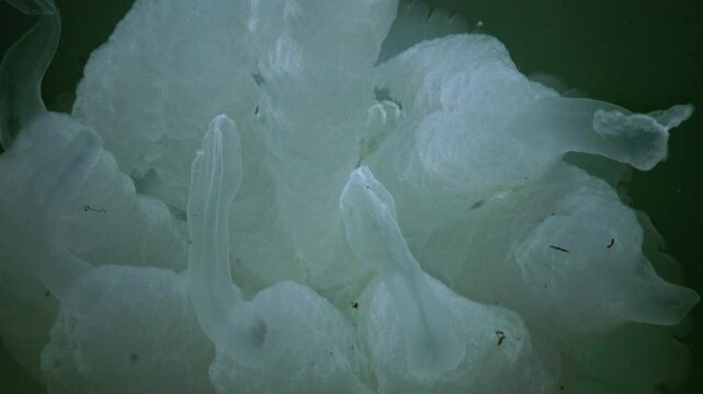 Rhizostoma pulmo - Rhizostomatidae, jellyfish swims in the water column and filters and eats plankton, Black Sea