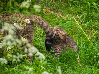 Scottish Wildcat Kitten Biting Mothers Tail