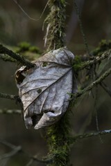 Withered beech leaf in fir branches covered with moss, Lueerwald, North Rhine-Westphalia, Germany, Europe