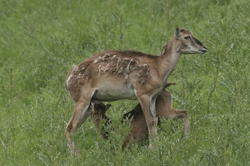 Mouflon ewe (Ovis ammon musimon) suckling lamb