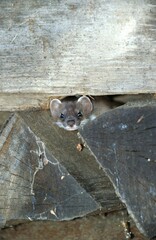 Ermine (Mustela erminea), summer coat, Allgaeu, Germany, Europe