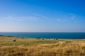 Les moutons de Cap Gris Nez dans le Pas de Calais