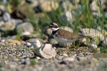 Little Ringed Plover (Charadrius dubius)