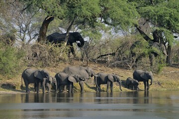Fototapeta premium Elephant (Loxodonta africana) herd drinking at the Cuando River, Bwabwata National Park, Zambezi Region, Caprivi Strip, Namibia, Africa