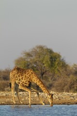 South African giraffe (Giraffa camelopardalis giraffa) male drinking at waterhole, Etosha National Park, Namibia, Africa