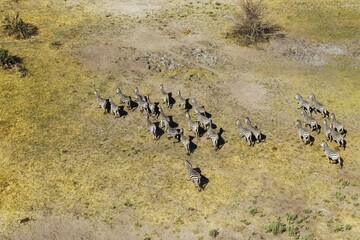 Burchell's Zebras (Equus quagga burchelli), roaming, aerial view, Okavango Delta, Botswana, Africa