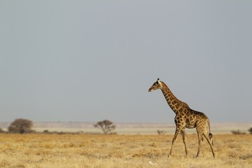 South African giraffe (Giraffa camelopardalis giraffa) female roaming at edge of Etosha Pan, Etosha National Park, Namibia, Africa