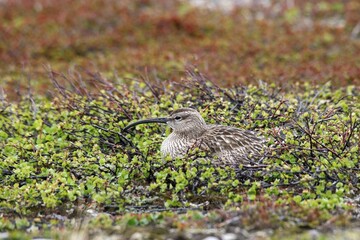 Brooding Whimbrel (Numenius phaeopus), treeless tundra in the north of Norway, Europe