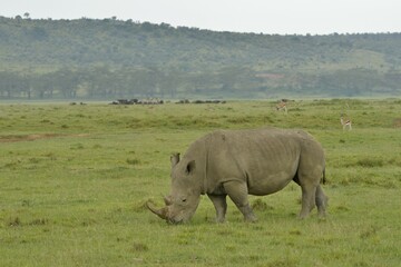 Naklejka premium White Rhinoceros or Square-lipped Rhinoceros (Ceratotherium simum), Lake Nakuru National Park, near Nakuru, Rift Valley Province, Kenya, Africa