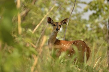 Bushbuck (Tragelaphus scriptus), female, Bouba-Ndjida National Park, Cameroon, Central Africa, Africa