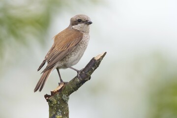 Red-backed shrike (Lanius collurio), female, sitting on a branch, Emsland, Lower Saxony, Germany, Europe