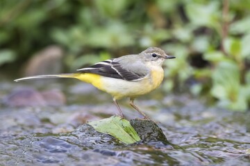 Grey wagtail (Motacilla cinerea), female, standing on stone in stream, Hesse, Germany, Europe