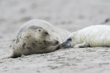 Grey seal (Halichoerus grypus) with pup, Heligoland, Schleswig-Holstein, Germany, Europe