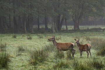 Red Deers (Cervus elaphus), female with young, enclosure