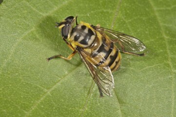 Dead Head Fly (Myathropa florea), female, Baden-Württemberg, Germany, Europe