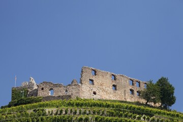 Vineyard with Staufen Castle ruins, Staufen im Breisgau, Black Forest, Baden-Württemberg, Germany, Europe