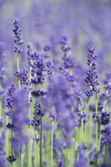 Naklejka premium Lavender (Lavandula angustifolia, Syn. Lavandula officinalis, Lavandula vera)
