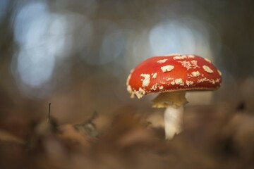 Fly agaric or fly amanita (Amanita muscaria) amongst leaves, Emsland, Lower Saxony, Germany, Europe