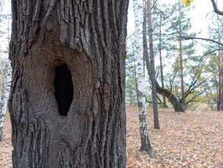 Fototapeta premium trunk. A dark hollow in the trunk of an old tree