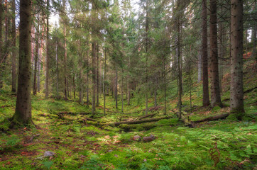 Morning in the old autumn pine forest