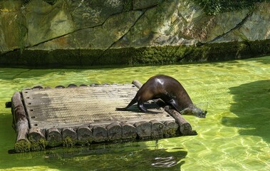 California sea lion (Zalophus californianus), Berlin Zoo, Germany, Europe