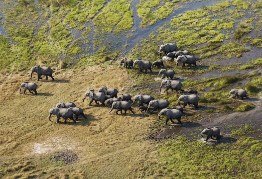 African Elephants (Loxodonta africana), breeding herd, roaming in a freshwater marsh, aerial view, Okavango Delta, Botswana, Africa