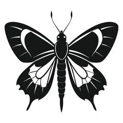 black and white butterfly