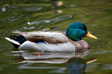 Männliche Stockente mit schillerndem Kopf schwimmt auf ruhigem Wasser