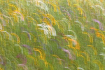 Summer meadow, flower meadow, abstract image