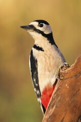 Great Spotted Woodpecker (Dendrocopos major), Hesse, Germany, Europe