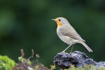 Fototapeta premium Robin (Erithacus rubecula), Emsland, Lower Saxony, Germany, Europe