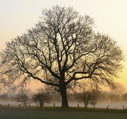 Old English Oak (Quercus robur) at dawn, fog, Rheinberg, Niederrhein, North Rhine-Westphalia,...
