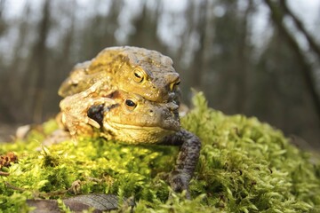 toad migration (Bufo bufo), female transportes male, North Hesse, Germany, Europe
