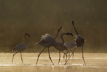 Greater Flamingo (Phoenicopterus roseus), quarrelling at a cold and misty morning at the Laguna de...