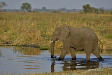 Obraz premium Elephant (Loxodonta africana) in the Cuando River, Bwabwata National Park, Zambezi Region, Caprivi Strip, Namibia, Africa