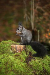 Squirrel (Sciurus vulgaris) on tree stump