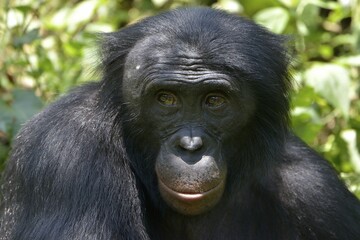 Bonobo (Pan paniscus), portrait, Lola ya Bonobo Sanctuary, Kimwenza, Mont Ngafula, Kinshasa,...