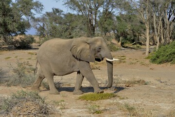 Fototapeta premium Desert elephant or African elephant (Loxodonta africana), in the dry riverbed of the Huab, Damaraland, Namibia, Africa