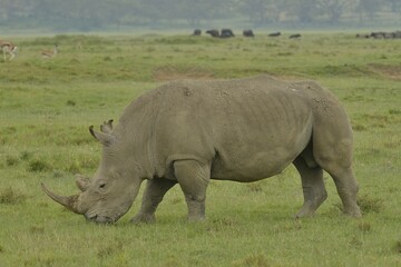 Obraz premium White Rhinoceros or Square-lipped Rhinoceros (Ceratotherium simum), Lake Nakuru National Park, near Nakuru, Rift Valley Province, Kenya, Africa