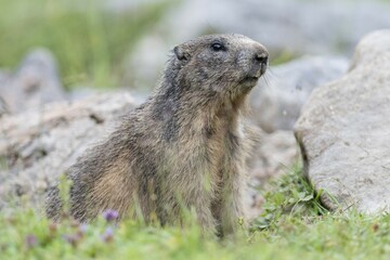 Marmot (Marmota) on the lookout, Dachstein, Styria, Austria, Europe